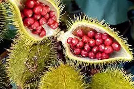 Imagem Segundaria do Produto